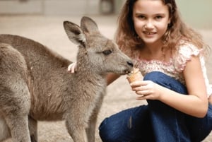Sydney : pass illimité de 2, 3 ou 5 jours pour les attractions