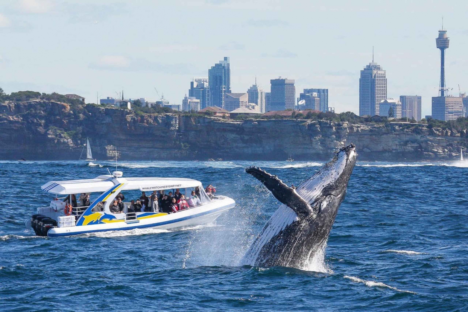Sydney: 2,5 timer Adventure Whale Watching Cruise