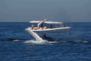 Sydney: 2.5 hour Adventure Whale Watching Cruise