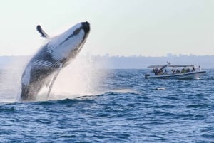 Sydney: 2.5 hour Adventure Whale Watching Cruise