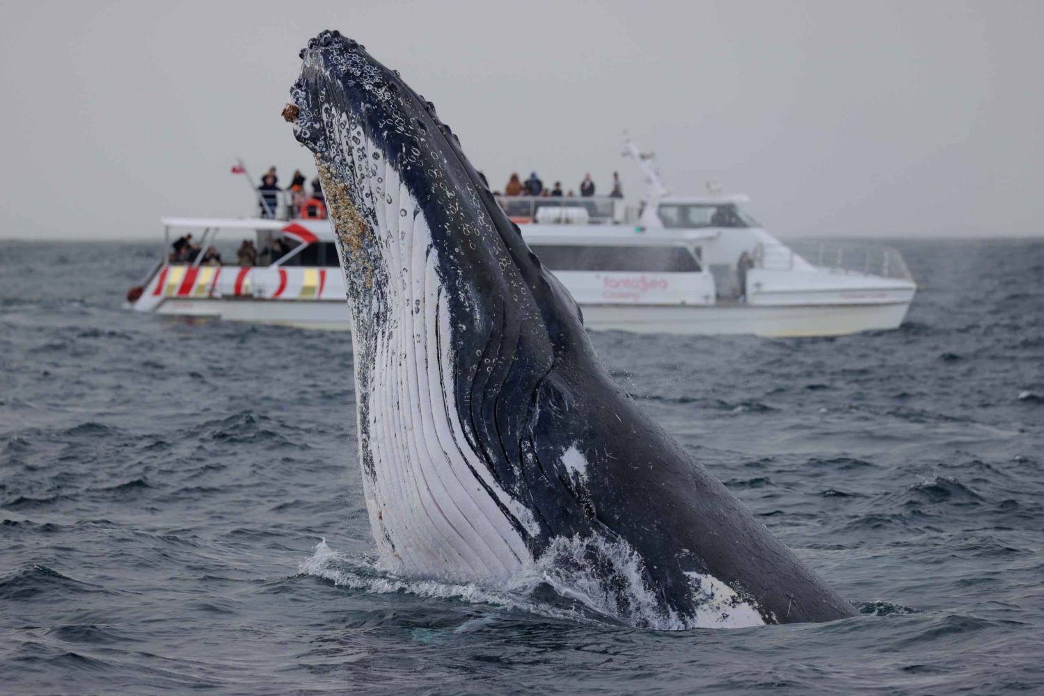 Sydney : Croisière express de 2 heures pour observer les baleines