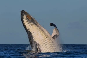 Sydney: 2-hour Express Whale Watching Cruise