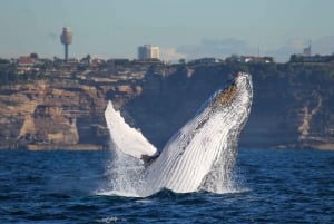 Sydney: 2-timers ekspress-hvalsafari-cruise