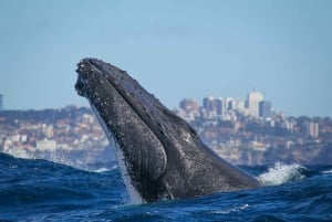Sydney: 2 timers ekspres-hvalobservationskrydstogt