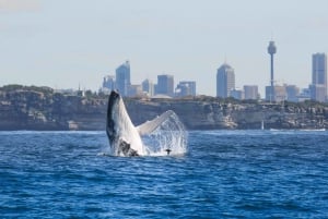 Sydney: 2-stündige Express-Walbeobachtungstour