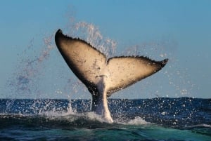 Sydney: exprescruise walvissen spotten van 2 uur
