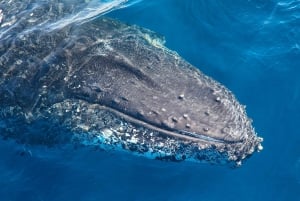 Sydney: 2 timers ekspres-hvalobservationskrydstogt