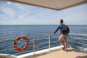 Sydney: tour di osservazione delle balene di 3 ore in catamarano