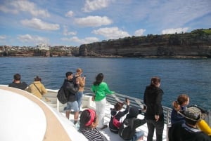 Sydney: Excursión de 3 horas en catamarán para avistar ballenas
