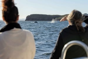 Sydney: 4-dagers rundtur med hopp-på-hopp-av-buss og bypass-kombinasjon