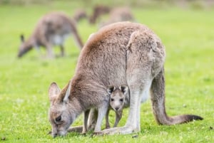 Sydney: Waterfall Bushwalk and Blue Mountain Sunset Day Trip