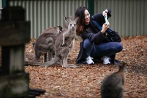 Tour delle Blue Mountains - Scenic World, Featherdale (max 10 persone)