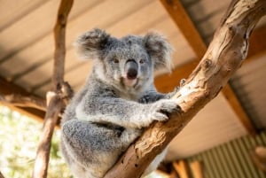 Tour delle Blue Mountains - Scenic World, Featherdale (max 10 persone)