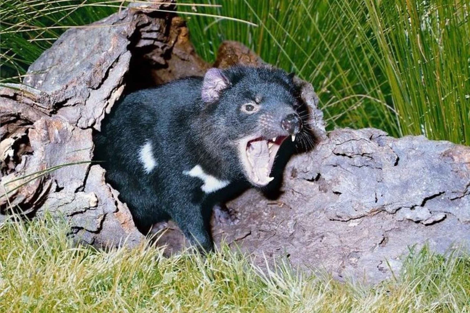 Sydney: Dagstur til Blue Mountains og Featherdale Wildlife Park