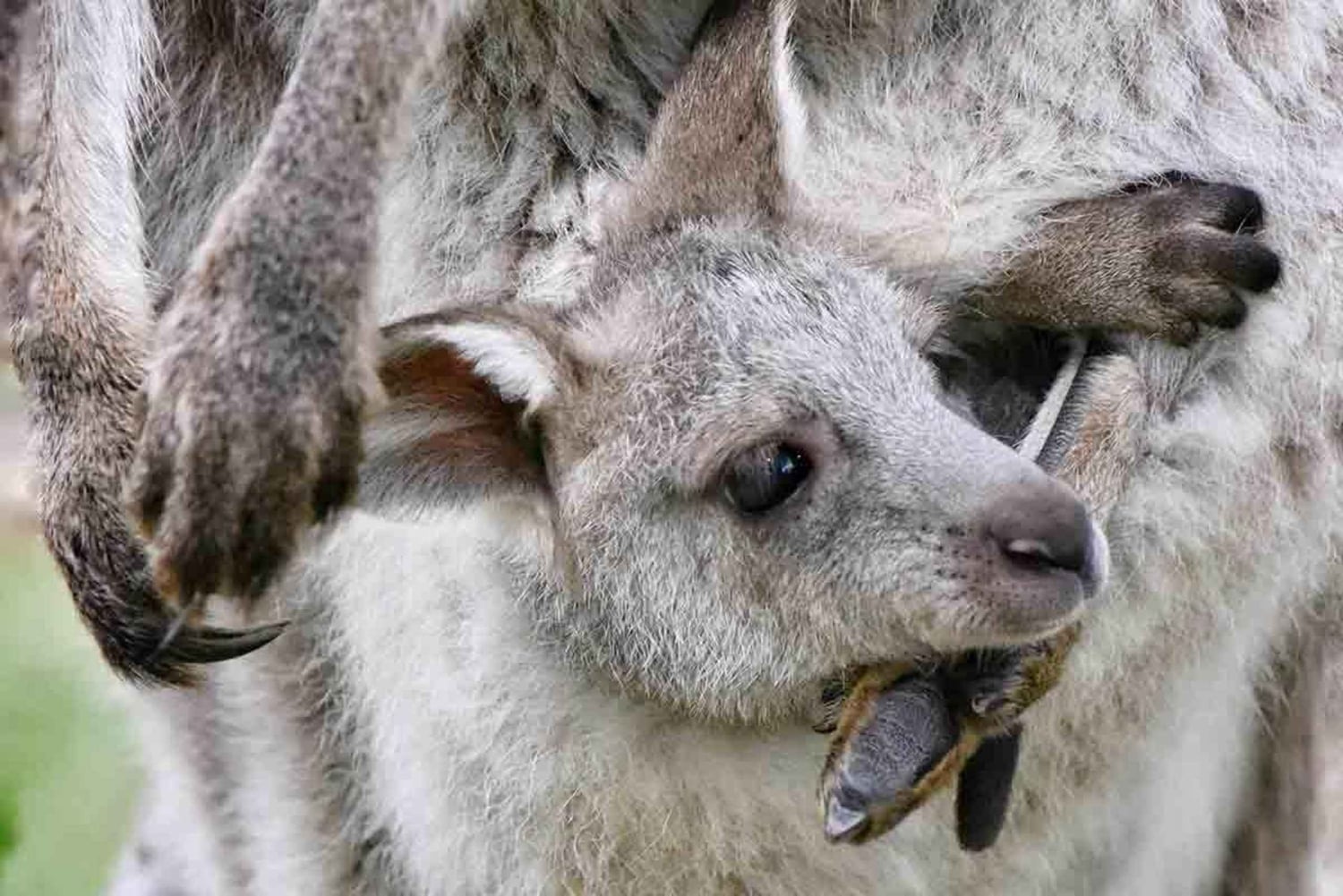Sydney: Dagstur til Blue Mountains og Featherdale Wildlife Park