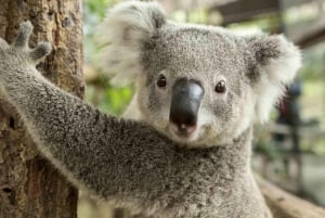 Sydney: Dagstur til Blue Mountains og Featherdale Wildlife Park