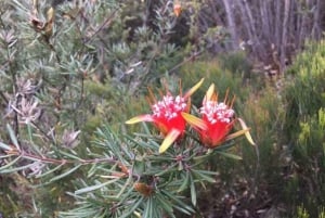 Sydney: Dagstur til Blue Mountains og Featherdale Wildlife Park