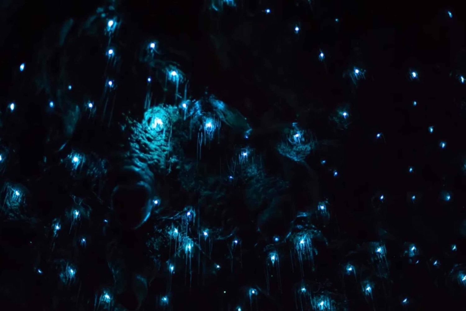 Sydney: Blue Mountains Glow Worms Wild Adventure by Night