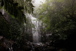 Sydney: Kangury, dzika przyroda i zachód słońca w Górach Błękitnych