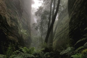 Sydney: Kangury, dzika przyroda i zachód słońca w Górach Błękitnych