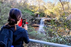 Sydney: Blue Mountains Late Start Tour with Walks & Wildlife