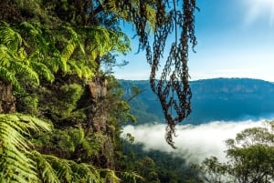 Sydney: Blue Mountains Late Start Tour with Walks & Wildlife