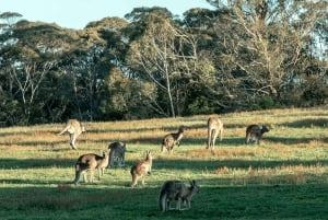 Sydney: Blue Mountains Late Start Tour with Walks & Wildlife