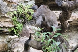 Sydney: Blue Mountains Late Start Tour with Walks & Wildlife