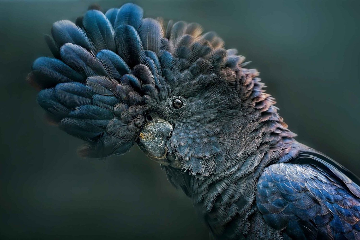 Sydney: Kangury, dzika przyroda i zachód słońca w Górach Błękitnych
