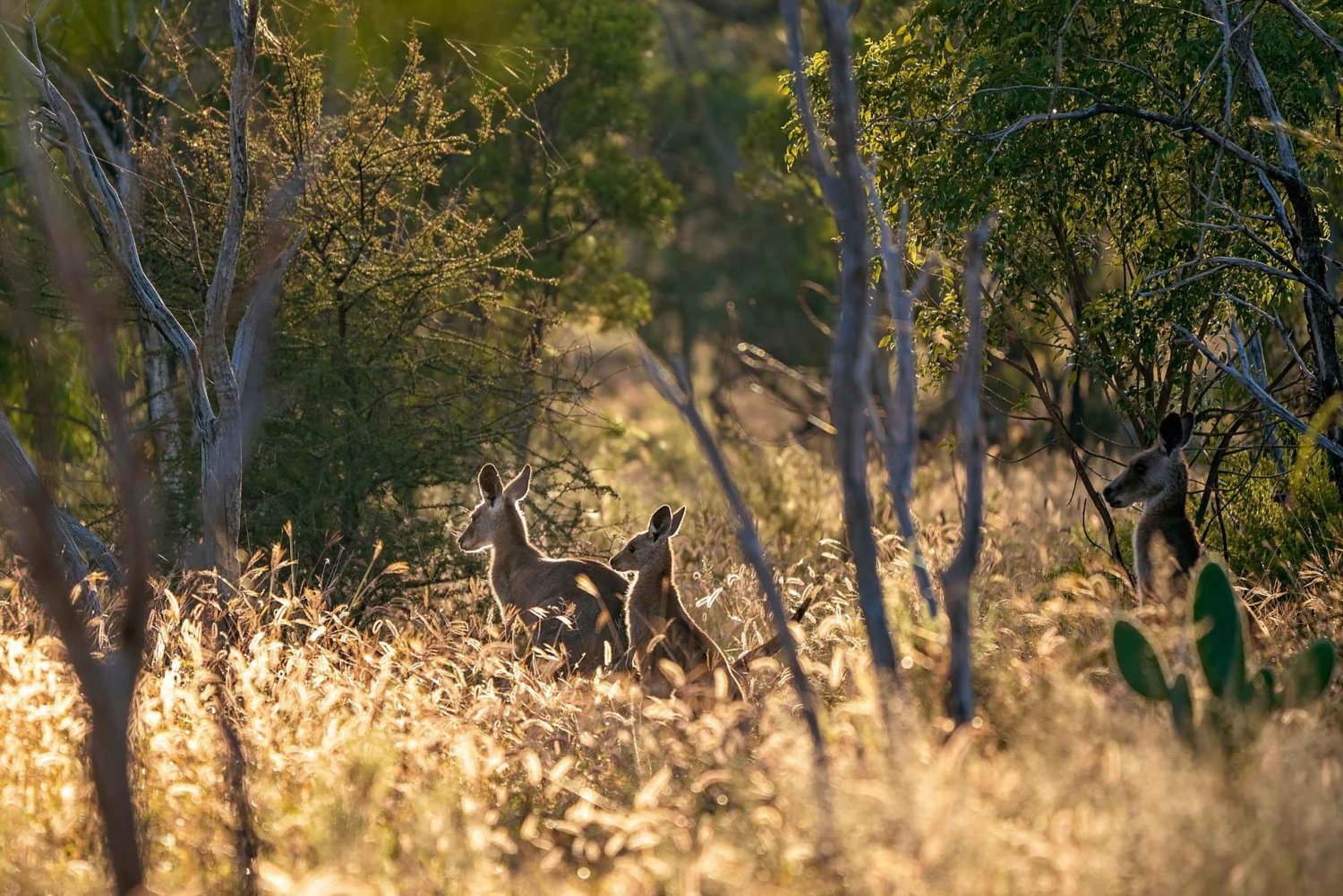 Sydney: Kangury, dzika przyroda i zachód słońca w Górach Błękitnych