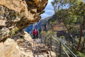 Blue Mountains private tour: Wild Kangaroos and a Cruise