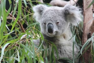 Blue Mountains private tour: Wild Kangaroos and a Cruise