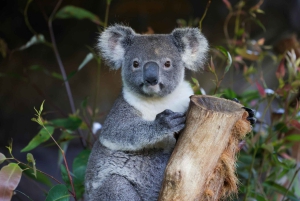 Sydney: Mondo scenico delle Blue Mountains, Parco della fauna selvatica e pranzo