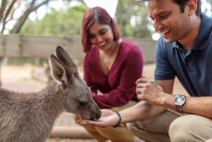Sydney: Blue Mountains Scenic World, Wildlife Park und Mittagessen