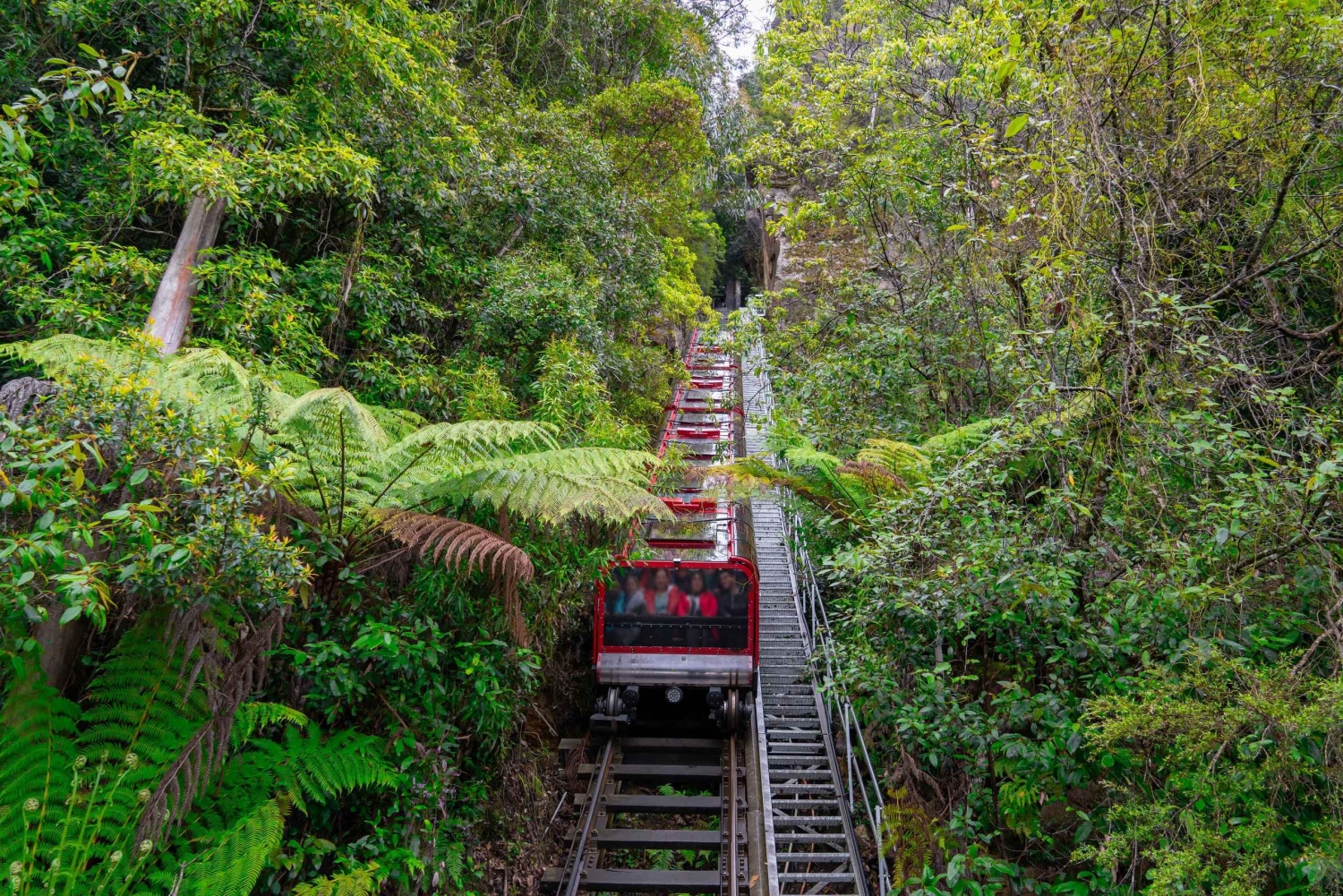 Sydney: Dagstur til Blue Mountains, Sydney Zoo og Scenic World