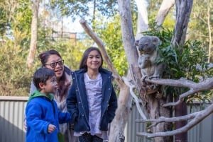 Sydney: Dagstur til Blue Mountains, Sydney Zoo og Scenic World