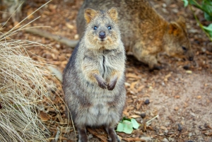 Sydney: Dagstur til Blue Mountains, Sydney Zoo og Scenic World