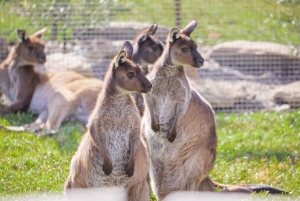 Sydney: Dagstur til Blue Mountains, Sydney Zoo og Scenic World