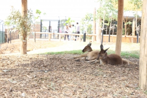 Sydney: Blue Mountains Tour & Sydney Zoo Visit
