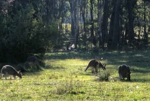 Sydney: Blue Mountains & Wildlife 4WD Tour with River Cruise