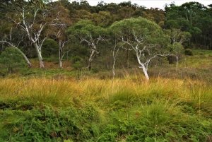 Sydney: Blue Mountains & Wildlife 4WD Tour with River Cruise