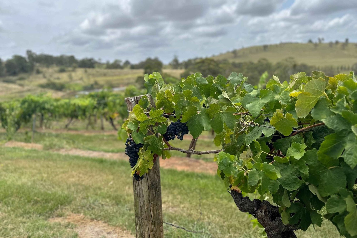Sydney: Boutique-Weintour – Hunter Valley & Wollombi Valley