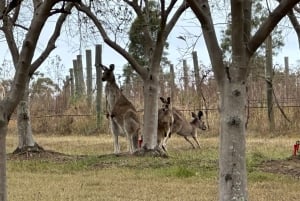 Sydney: Boutique-Weintour – Hunter Valley & Wollombi Valley