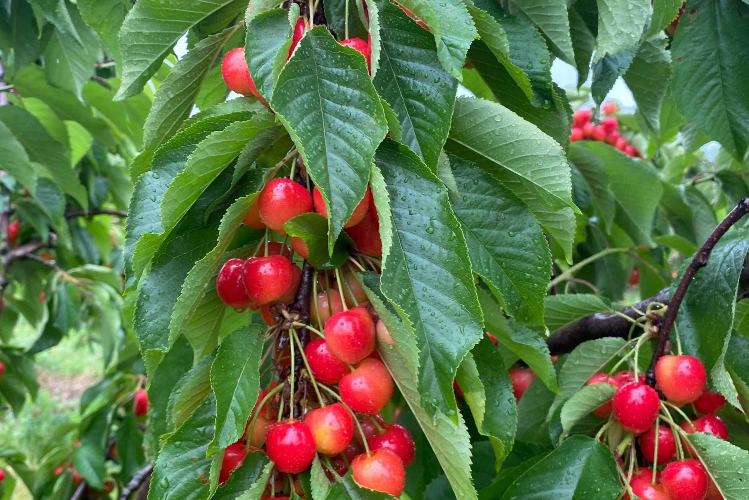 Sydney: Cherry Picking Tour with Lunch and Dinner