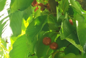 Sydney: Cherry Picking Tour with Lunch and Dinner