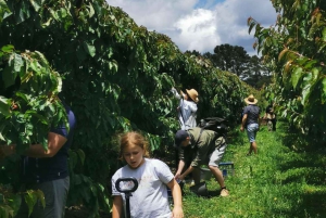 Sydney: Cherry Picking Tour with Lunch and Dinner