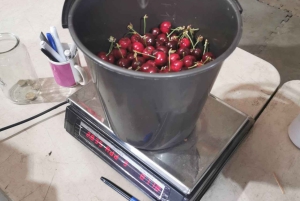 Sydney: Cherry Picking Tour with Lunch and Dinner