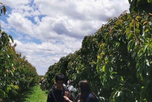 Sydney: Cherry Picking Tour with Lunch and Dinner