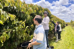 Sydney: Cherry Picking Tour with Lunch and Dinner