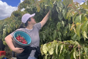 Sydney: Cherry Picking Tour with Lunch and Dinner